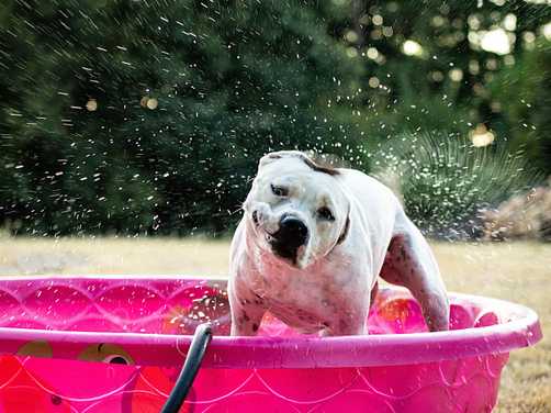 Dog shaking off after playing in the pool-1