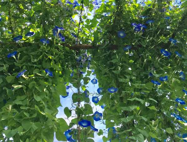 Support structure full of blooming morning glories 