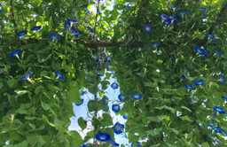Support structure full of blooming morning glories 